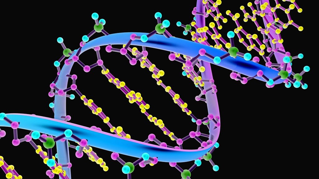 Геном человека определить. Репликон ДНК. Митохондриальная ДНК картинки. А А Баев геном человека. DNA Day.