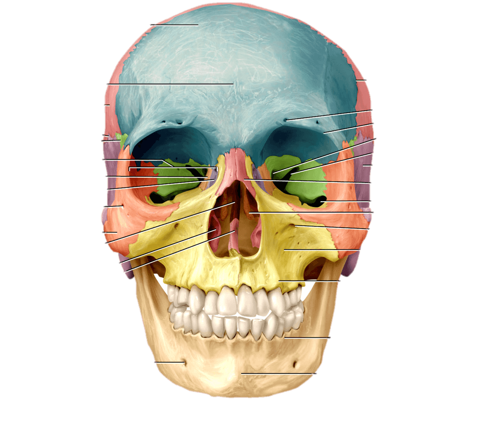 Cranium анатомия. Орбитальная кость черепа человека. Череп анатомия. Топография лицевого черепа. Череп кости лица