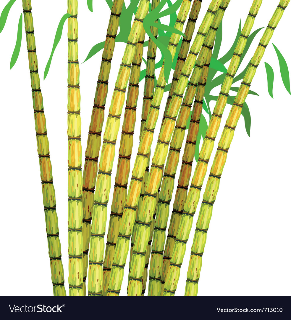 Сахарный тростник вектор