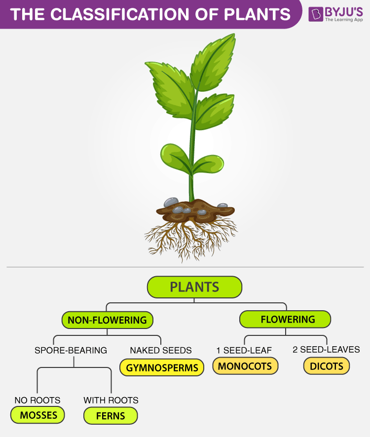 Plant в прошедшем. Classification of Plants. Plant taxonomy. Classifying Plants. Flowering Plants and non flowering Plants.