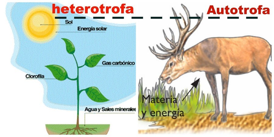 Autótrofos o heterótrofos