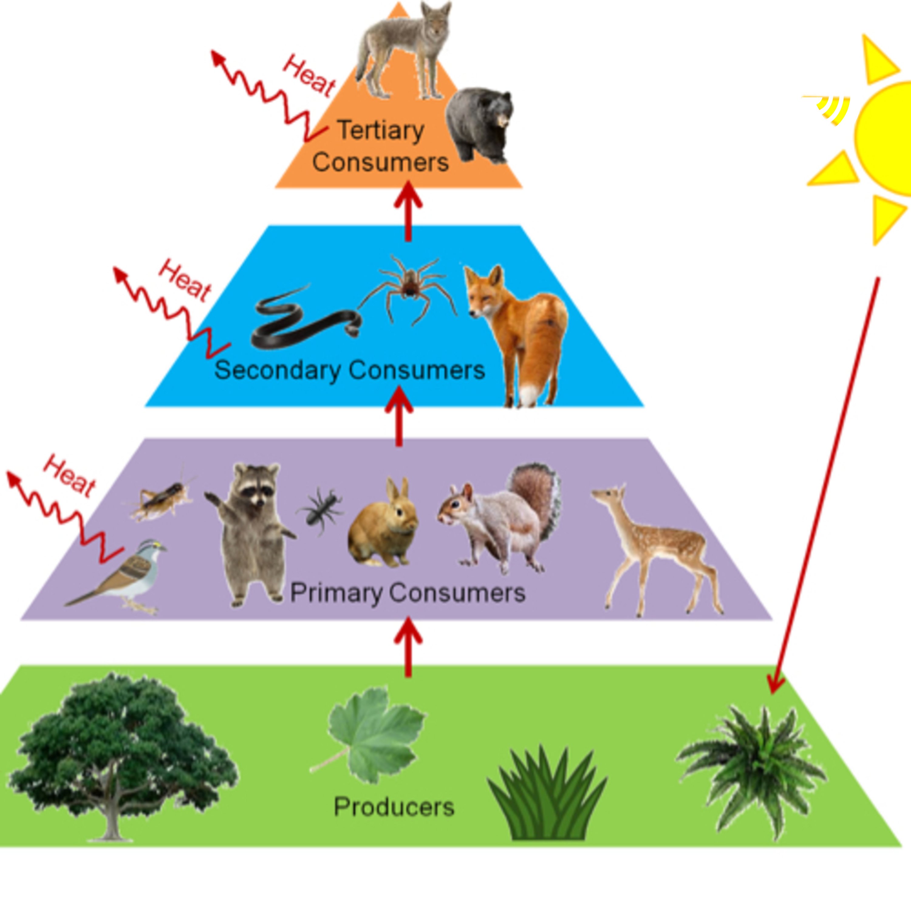 Количество трофических уровней в пищевой цепи. Трофические цепи, экологические пирамиды.. Цепи питания пищевая пирамида. Пищевые уровни, экологическая пирамида. Экосистема. Экологическая пирамида биомассы в лесу.