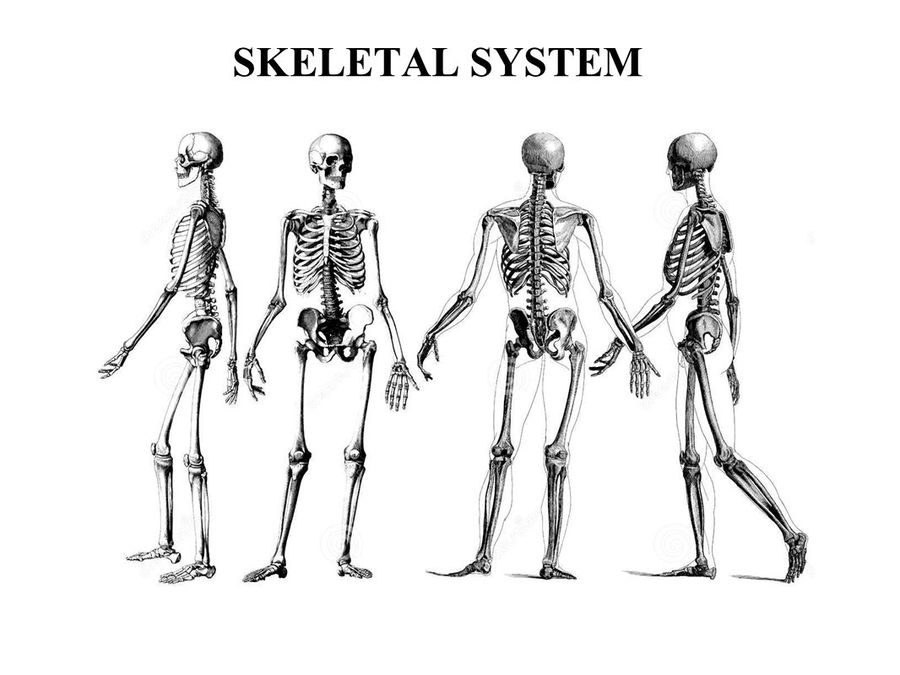 2 рычаг в скелете человека. Строение скелета от телефона. Анатомия скелета орка. Строение скелета крепления рефрижератора. Каркас человека в одежде.
