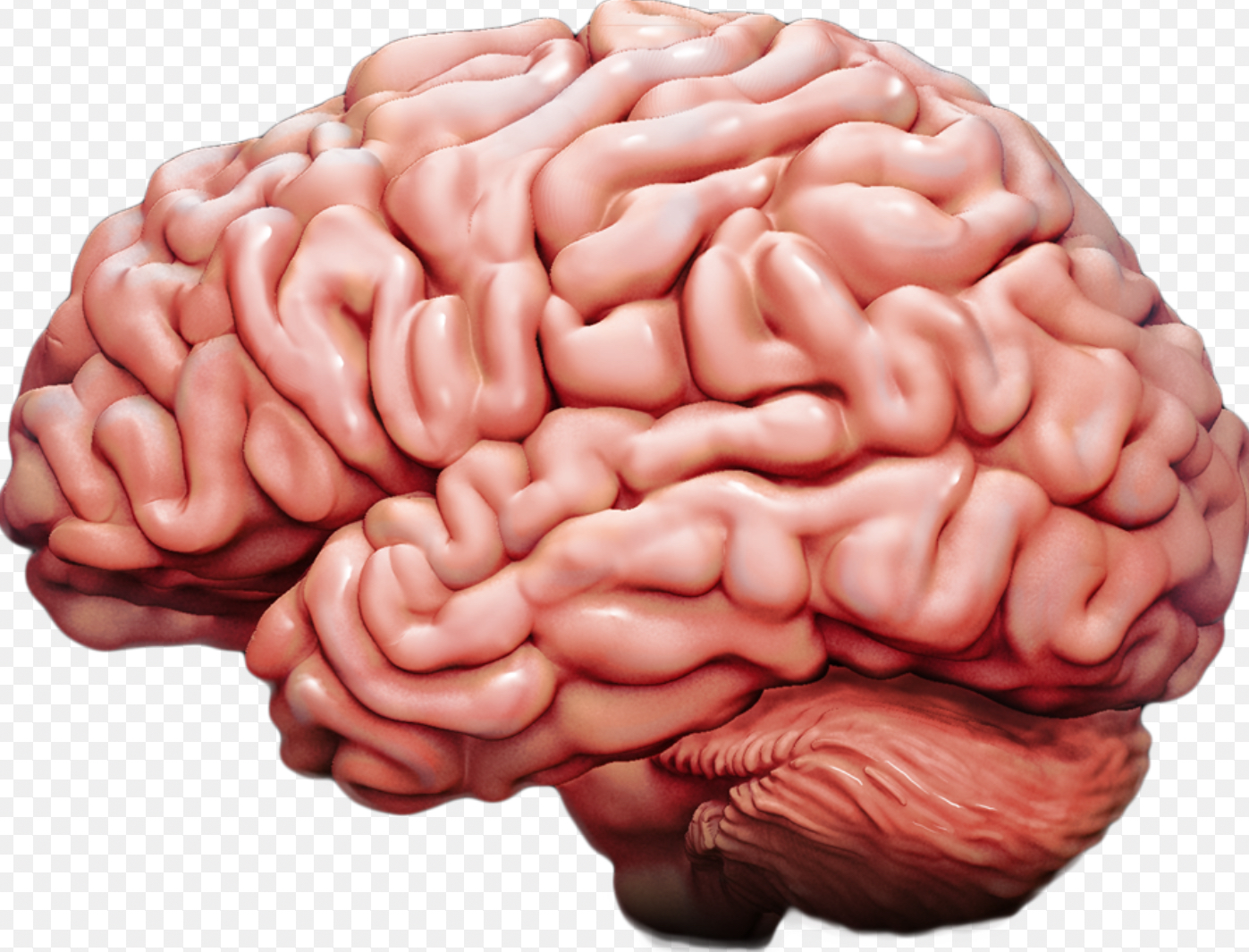 Мозг человека картинки