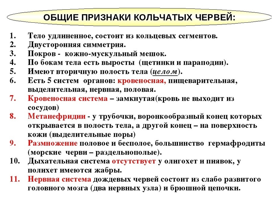 На рисунке изображен представитель кольчатых червей имеющий название