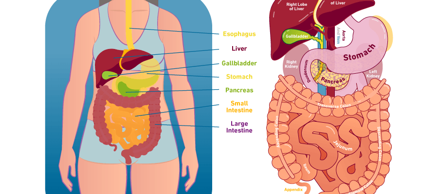 Digestiones pesadas causas