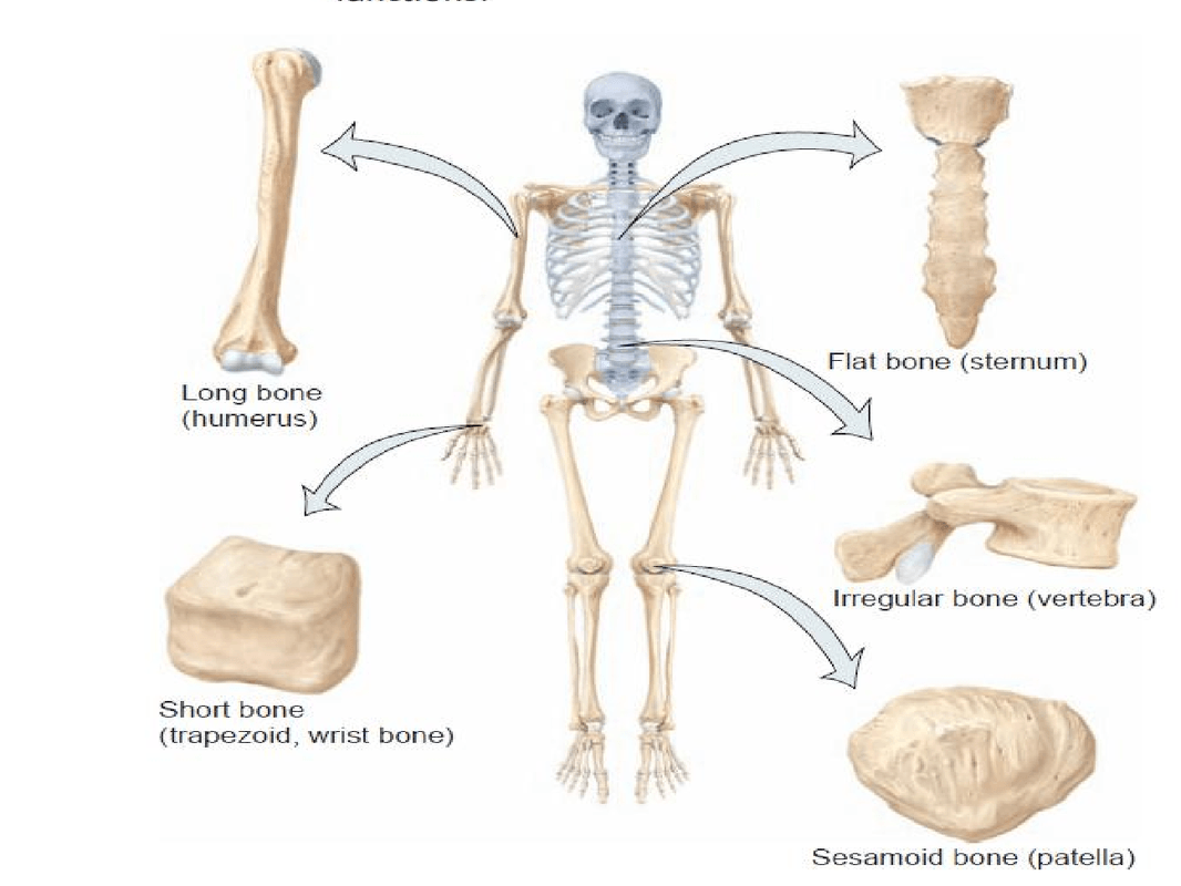 Bones system. Костная система. Types of Bones. Классификация костей человека. Металлические кости человеческие.