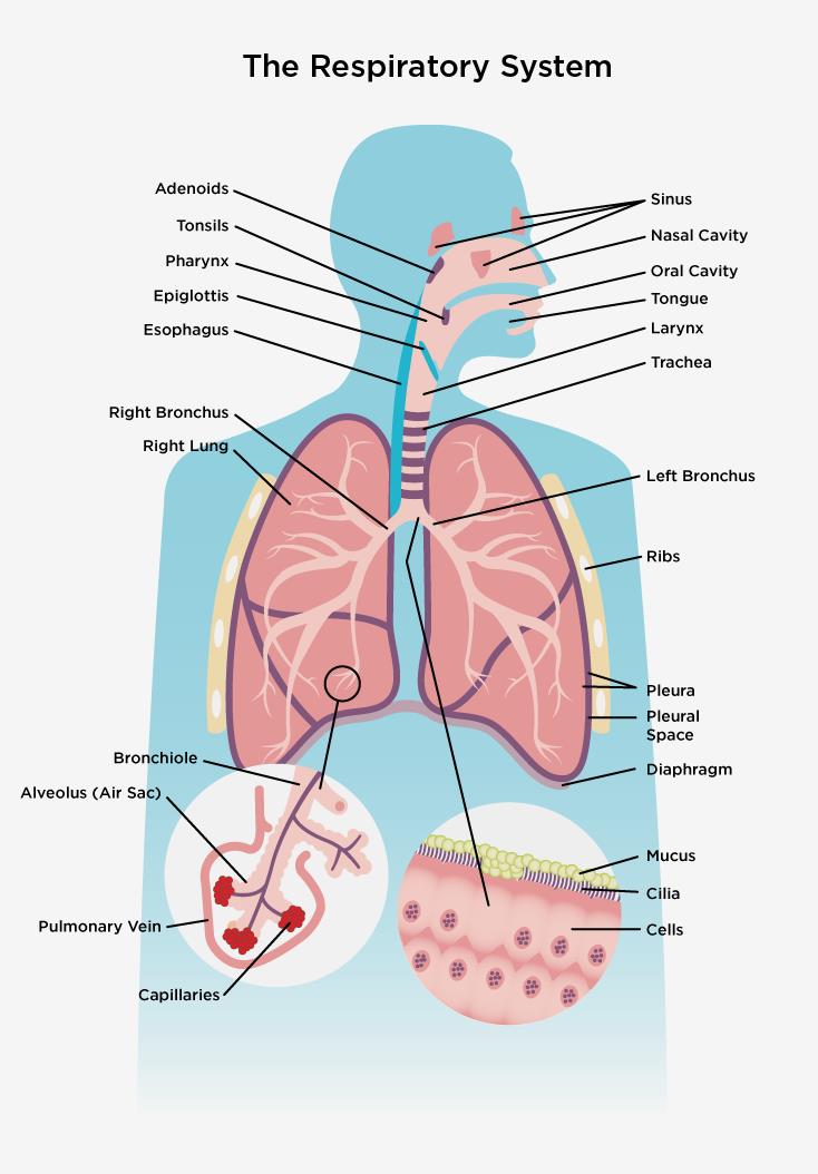 Картинок где находится. Где располагаются легкие у человека спереди. Расположение лёгких. Расположение лёгких у человека.