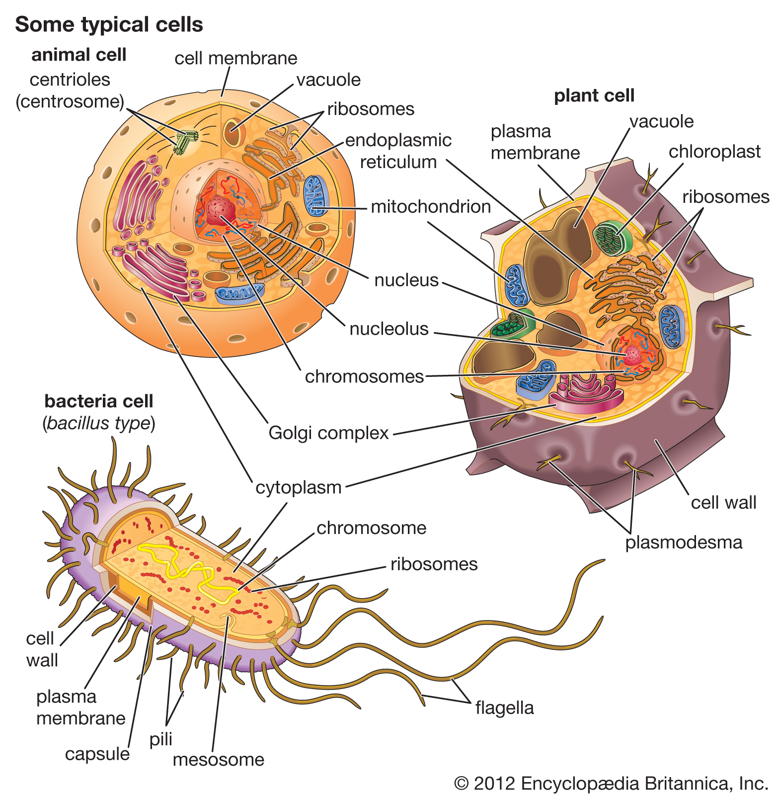 Клетки животные растительные и бактериальные