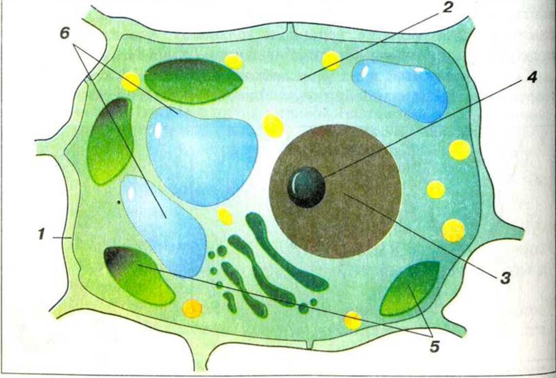 ядро раст клетки строение фото 18