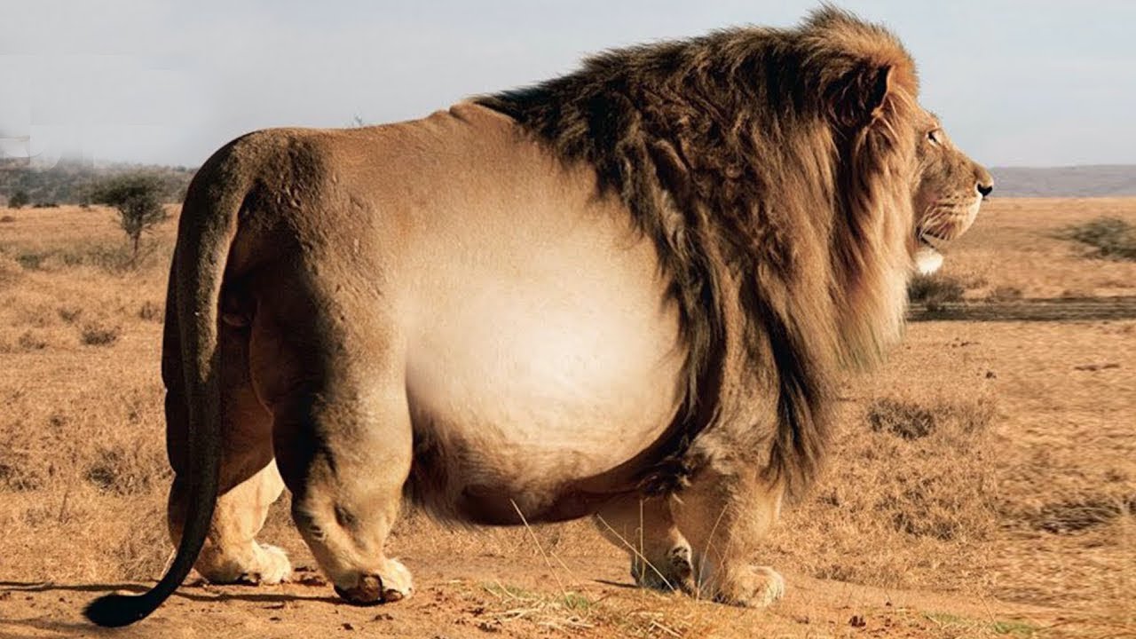 The Fattest Lion In The World