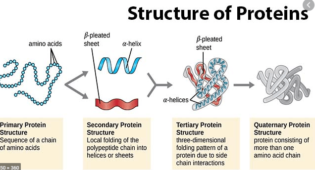 Como subir la proteína s