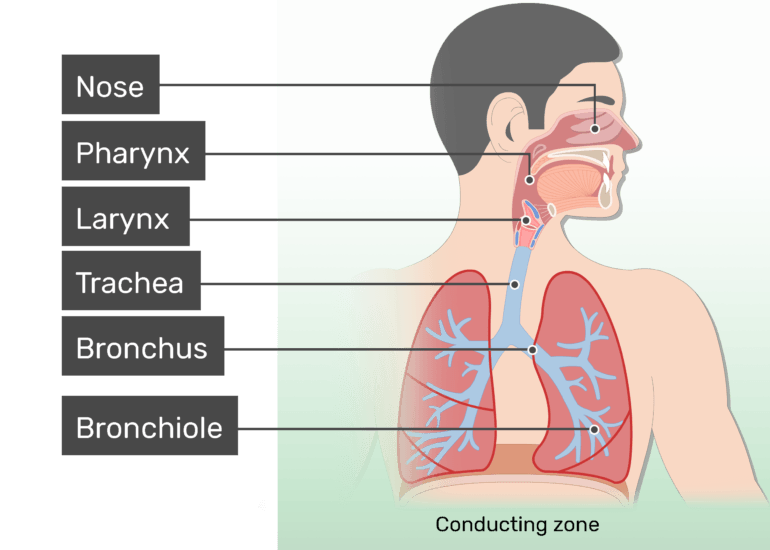 RESPIRATORY SYSTEM 4TH | Science - Quizizz