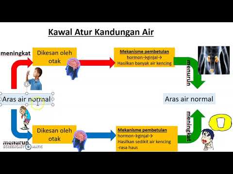 Kawal Atur Kandungan Air Dalam Badan Science Quizizz