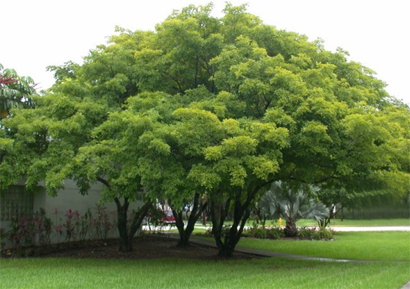 philippine national tree narra