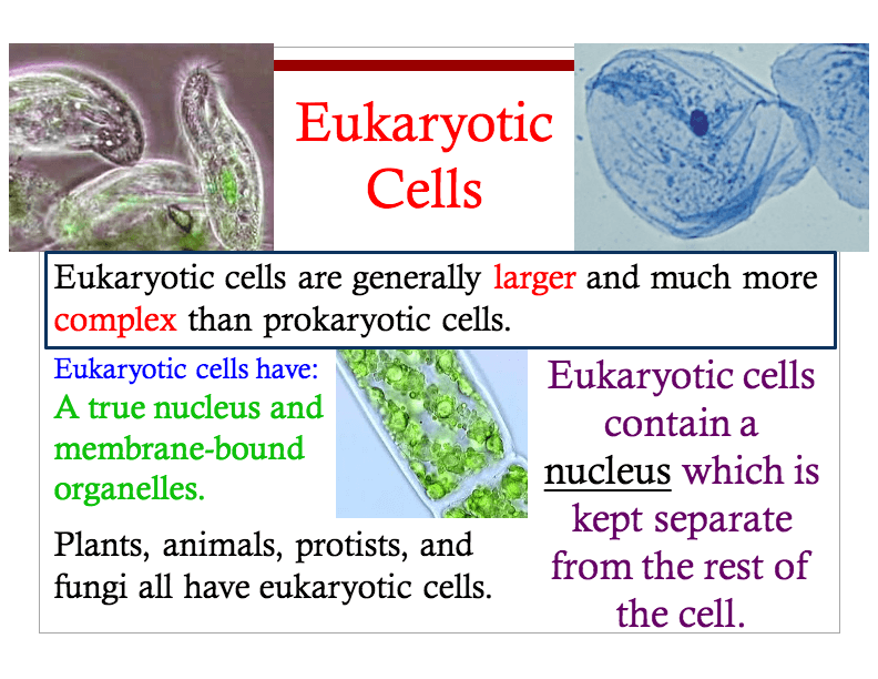 Unicellular vs Multicellular and Prokaryotic vs Eukaryotic - Quizizz