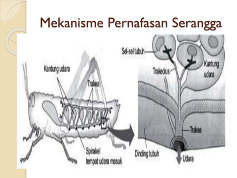 Homeostasis Dalam Haiwan Dan Tumbuhan Science Quizizz