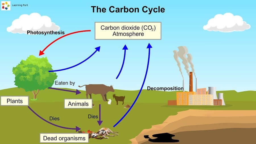 carbon dioxide cycle for kids