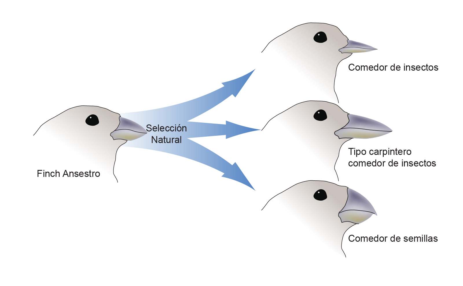 tipos-de-selecci-n-natural-biology-quizizz