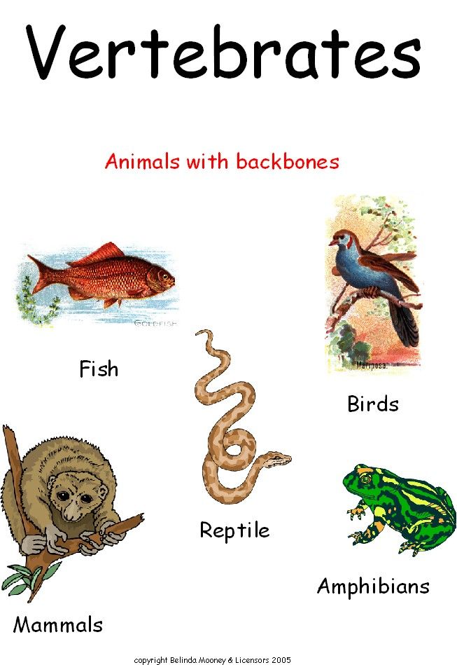 Classify Animals | Science - Quizizz