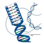 DNA Structure, History and Replication