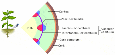 lateral meristem