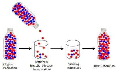 Mechanisms of Evolution Review – FSI Courses