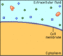 Cellular Transport | Cell Structure Quiz - Quizizz