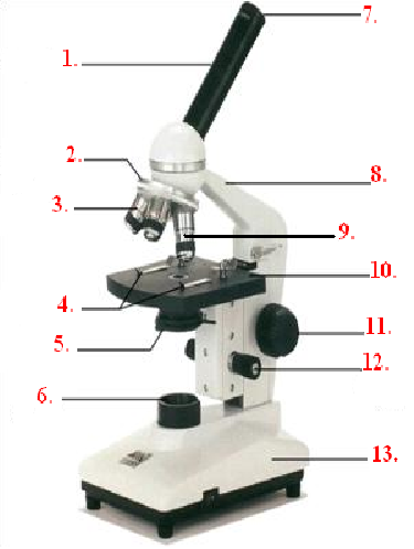 Microscope Quiz | Cell Structure Quiz - Quizizz