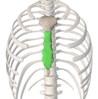 Solved Select the bones of the pectoral girdle of the right
