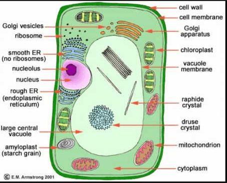 Cell Organelles Review #3 #plant cells #animal cells questions & answers  for quizzes and tests - Quizizz