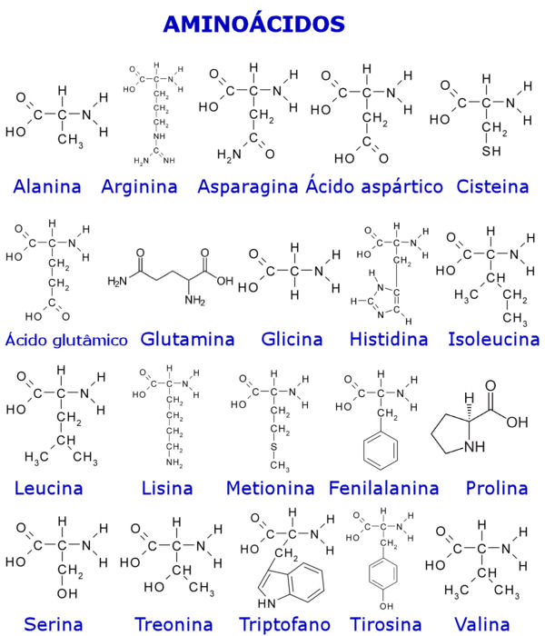 Los AminoÁcidos Como Componentes De Las ProteÍnas Quizizz 4561