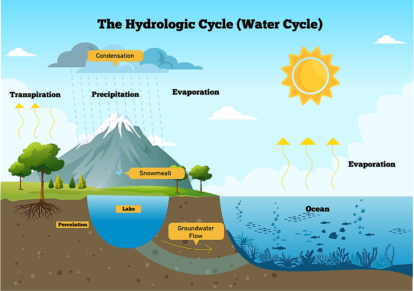 Earth Sciences: Water Cycle