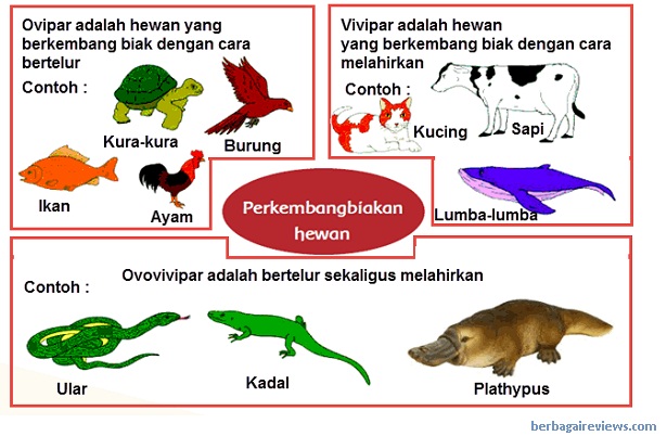 Perkembangbiakan | Science - Quizizz