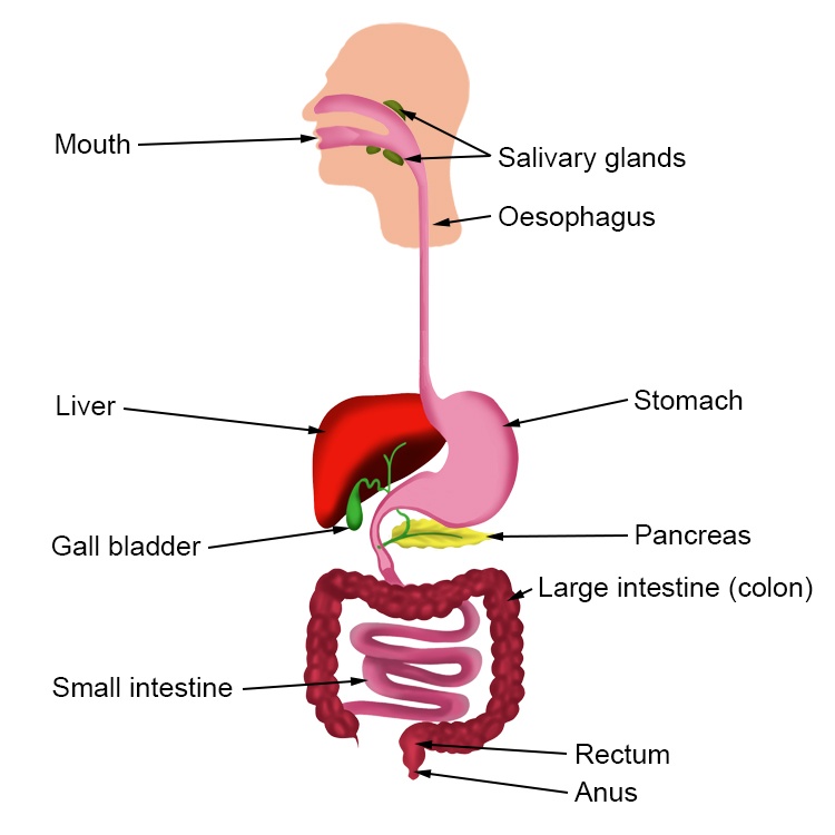 Intro to Excretion | Biology - Quizizz