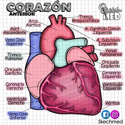 partes del corazon