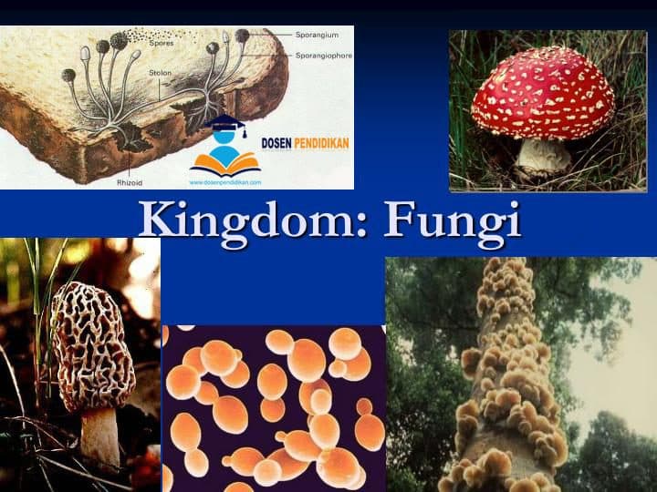 Jamur Atau Fungi Biology Quizizz