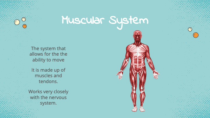 muscular-system-science-quizizz