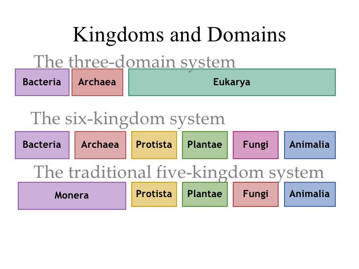 Domains And Kingdoms Science Quizizz