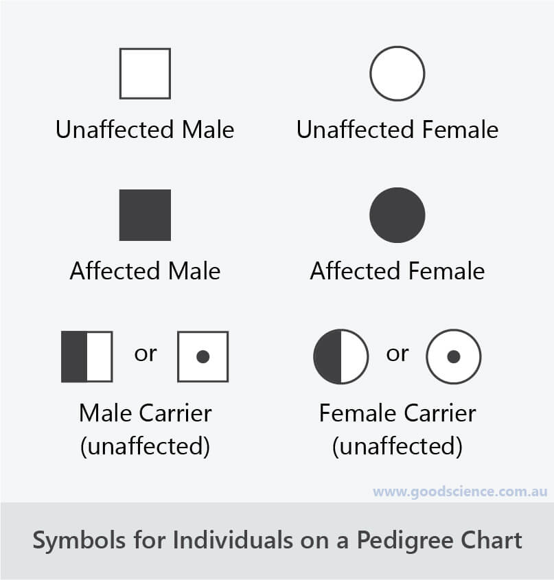 pedigree-analysis-chart-definition-symbols-types-exam-vrogue-co