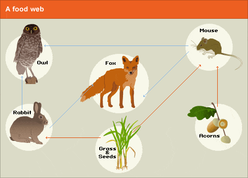 Fox Food Chain To Plant