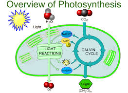 [9.2] Photosynthesis: An Overview | Quizizz