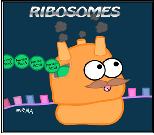 ribosomes-cell-structure-quiz-quizizz