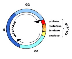 El ciclo celular y la mitosis. Tarjetas didácticas - Quizizz