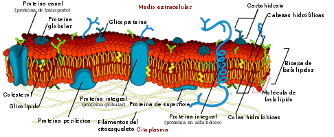 a membrana celular Flashcards - Questionário