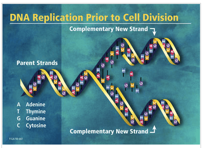 dna structure and replication Flashcards - Quizizz