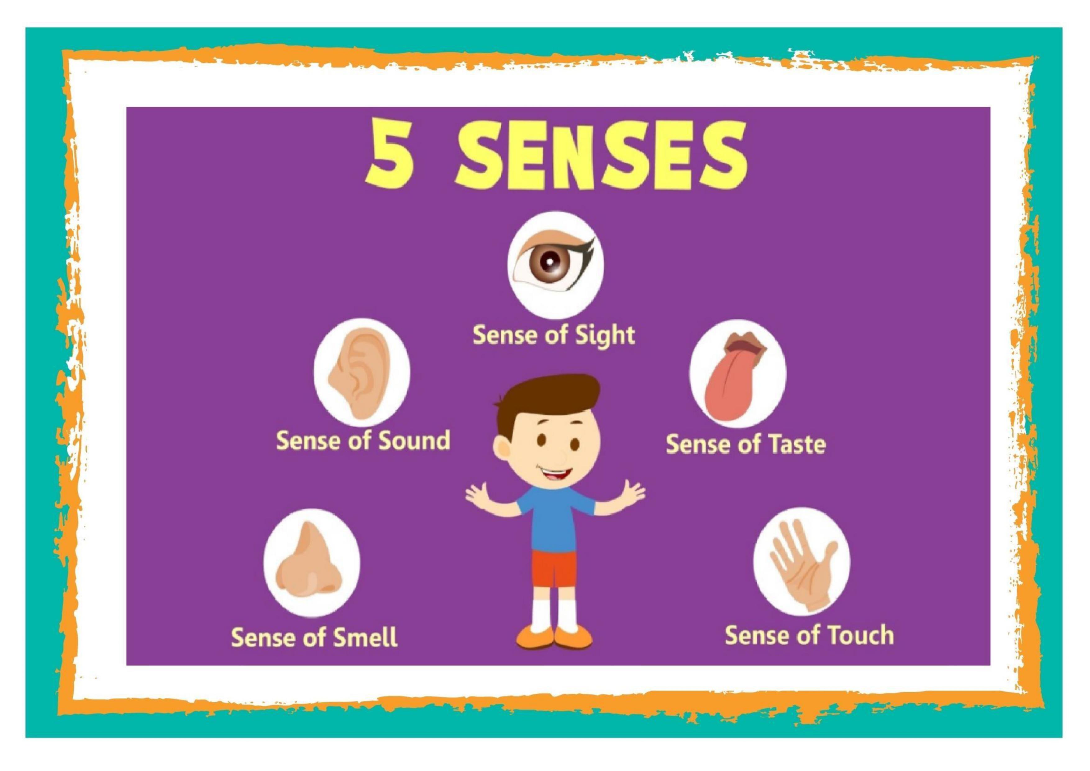 Pooh_ My five senses | English Quiz - Quizizz