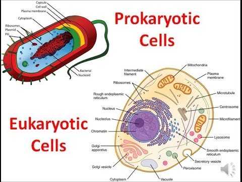 Prokaryotic vs Eukaryotic Cells | 1.3K plays | Quizizz