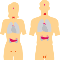 sistem saraf dan endokrin - Kelas 5 - Kuis