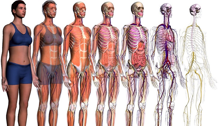 Cartões de anatomia - Série 12 - Questionário